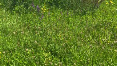 Biesbosch national park nature reserve-1