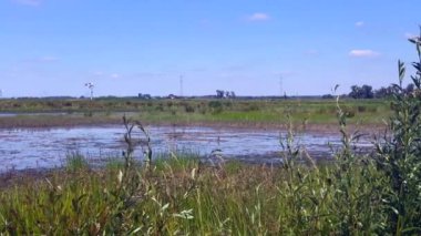Biesbosch Ulusal Park Doğa Koruma Alanı-10