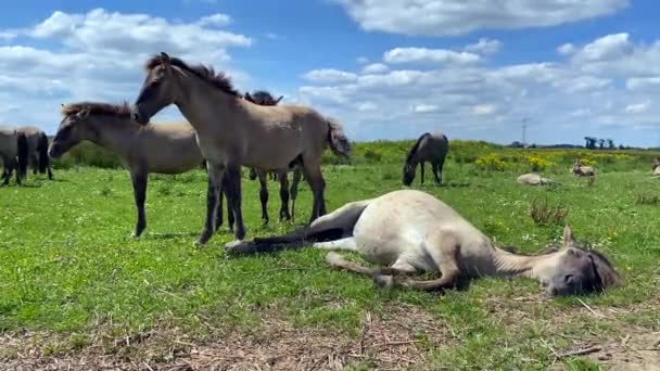 Konik άλογα βόσκησης και απολαμβάνοντας τον καλοκαιρινό ήλιο 2 — Αρχείο Βίντεο
