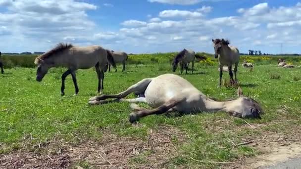 Chevaux Konik broutant et profitant du soleil d'été 1
