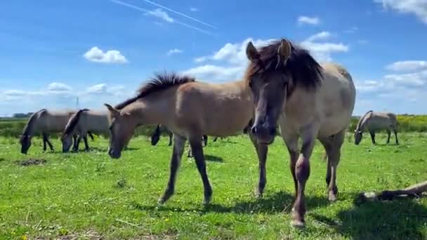 Konik paarden grazen en genieten van de zomerzon 4 — Stockvideo