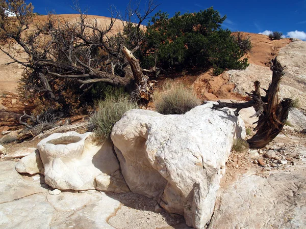 Canyonlands Ulusal Parkı Moab Utah Chesler Park Kuyruk Boyunca Ğne — Stok fotoğraf