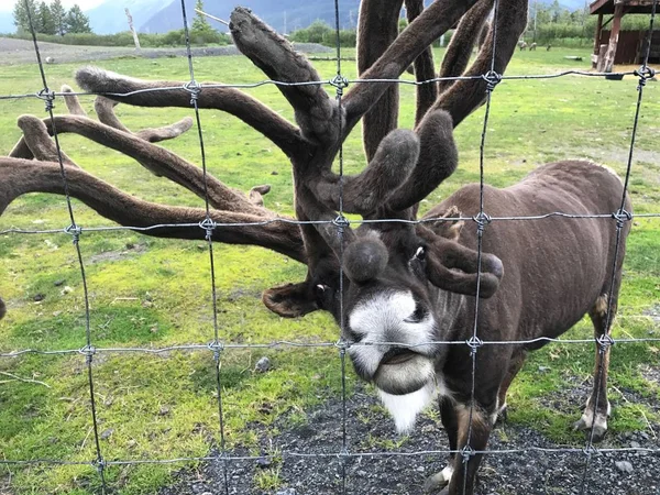 Arctic Wildlife Refuge'de geyik, Anchorage, Alaska