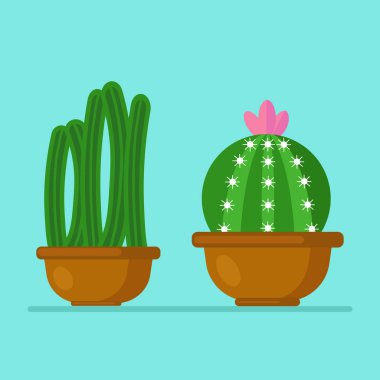 Beyaz arka planda izole edilmiş bir kaktüs seti. Saksıda ev bitkileri 