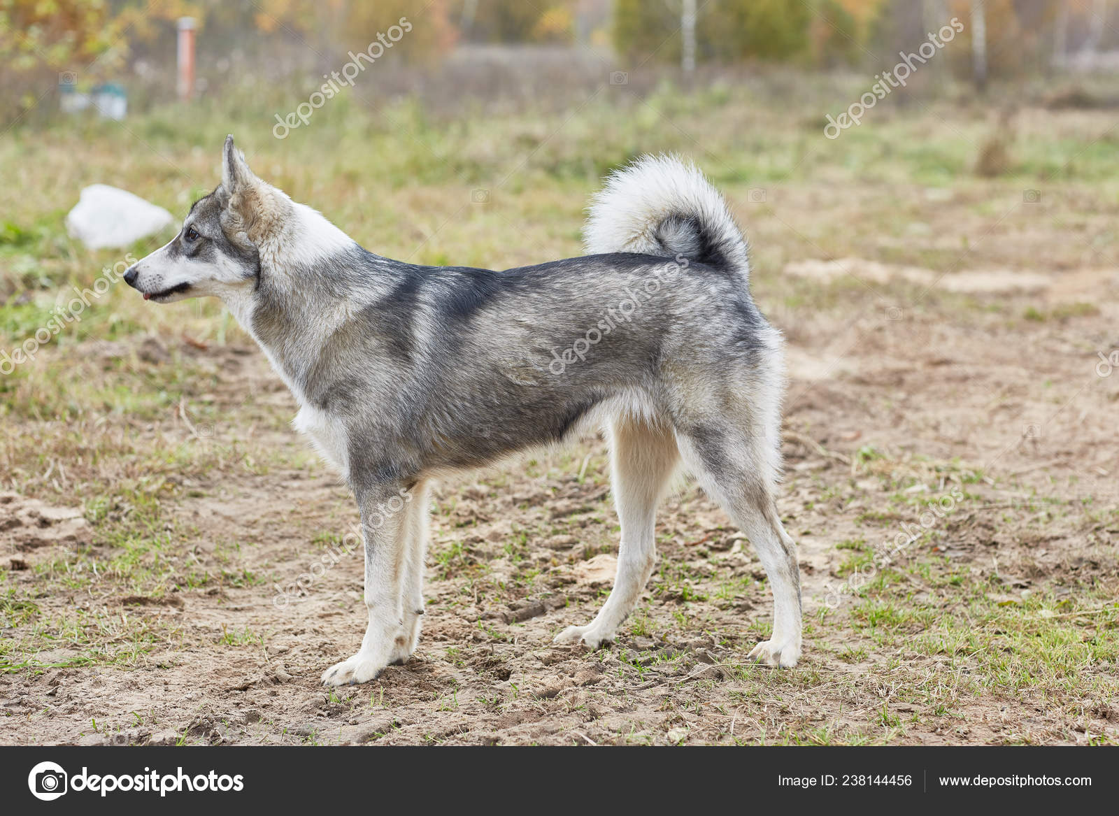 west siberian laika puppies