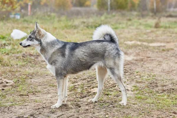 West Siberian Laika Puppy Mounth — Stock Photo, Image