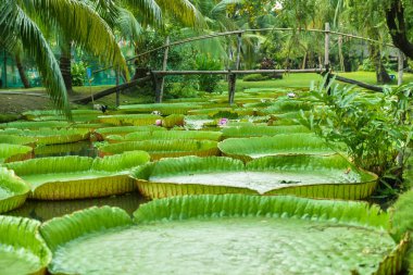 Nilüferler Mekong Deltası'nda