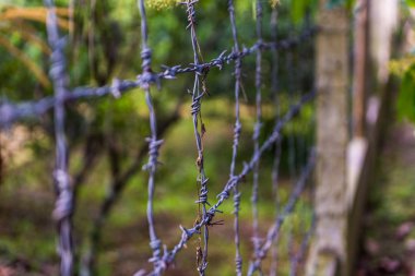 Demir dikenli tel yakın çekim