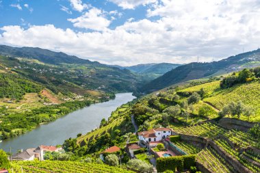 Douro nehir regionin Portekiz - üzüm bağları peyzaj
