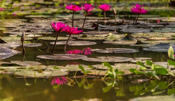 湄公河三角洲的睡莲 — 图库照片