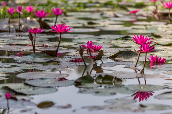 Water Lilies in Mekong Delta