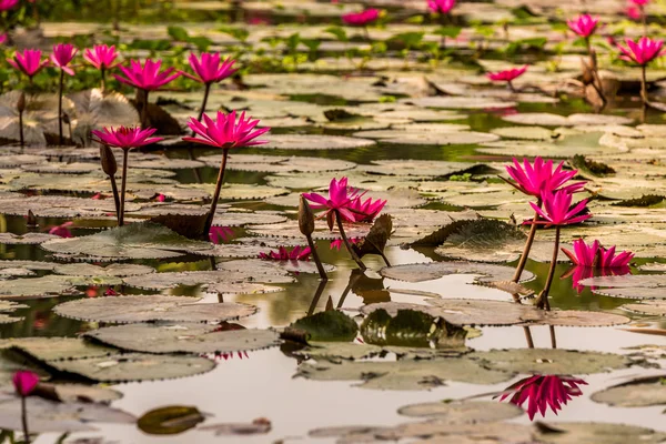 Water Lilies Mekong Delta — Stock Photo, Image