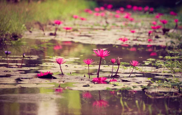 Water Lilies Mekong Delta — Stock Photo, Image