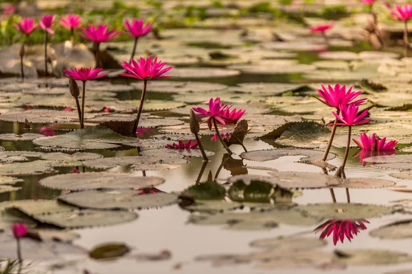 湄公河三角洲的睡莲 — 图库照片