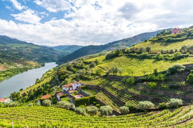 Douro nehir regionin Portekiz - üzüm bağları peyzaj