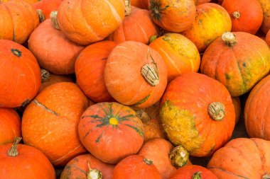 Taze olgun kabaklar arka plan. Kabak sezon