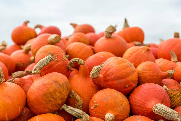 Fresh Ripe Pumpkins Background Pumpkin Season — Stock Photo, Image