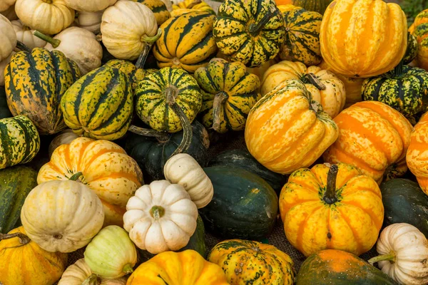 Fresh Ripe Pumpkins Background Pumpkin Season — Stock Photo, Image