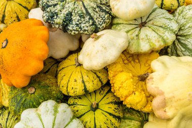 Taze olgun kabaklar arka plan. Kabak sezon