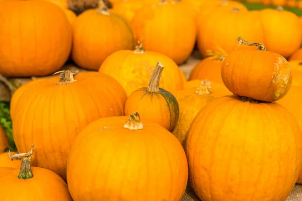 Fresh Ripe Pumpkins Background Pumpkin Season — Stock Photo, Image