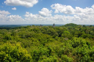 Guatemala yeşil tropikal yağmur ormanları