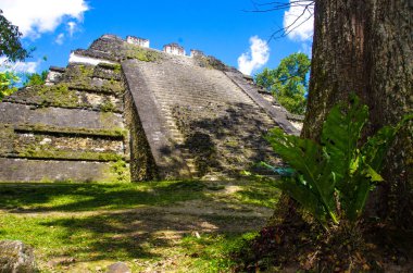 Tikal - Maya Harabeleri yağmur ormanlarında Guatemala