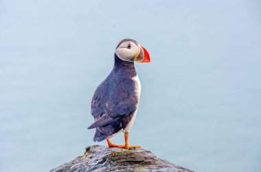 İzlanda Sahil Martı kuşu