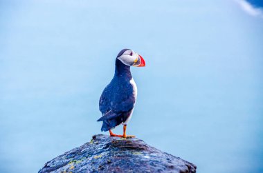 İzlanda Sahil Martı kuşu