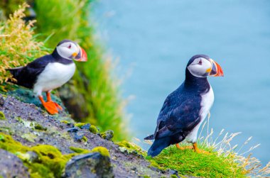 Martı kuşları İzlanda kenarı