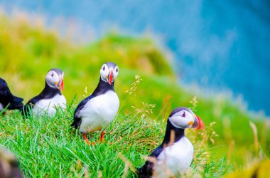 Martı kuşları İzlanda kenarı