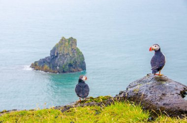 Martı kuşları İzlanda kenarı