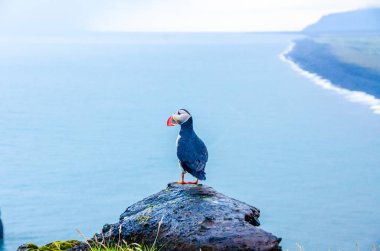 İzlanda Sahil Martı kuşu