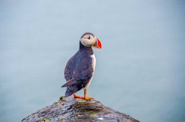 İzlanda Sahil Martı kuşu