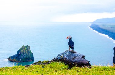 İzlanda Sahil Martı kuşu