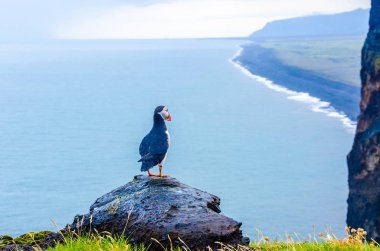 İzlanda Sahil Martı kuşu
