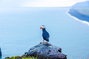 İzlanda Sahil Martı kuşu