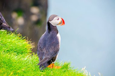 İzlanda Sahil Martı kuşu