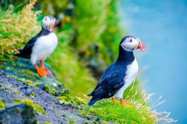 Martı kuşları İzlanda kenarı