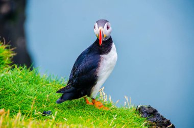 İzlanda Sahil Martı kuşu