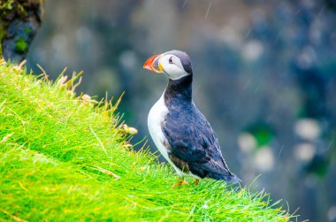 İzlanda Sahil Martı kuşu
