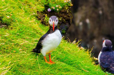 Martı kuşları İzlanda kenarı