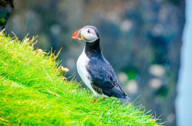 İzlanda Sahil Martı kuşu
