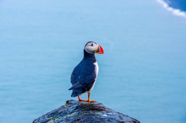 İzlanda Sahil Martı kuşu