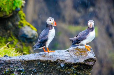 Martı kuşları İzlanda kenarı