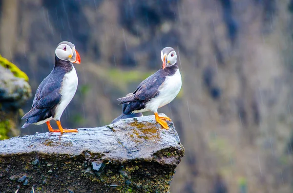 Puffin birds on Iceland coast