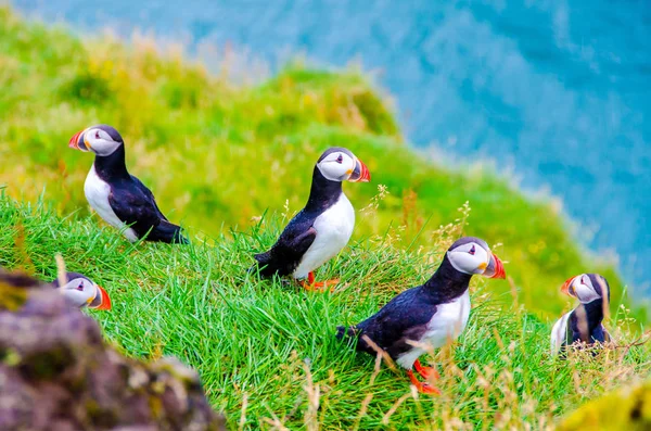 Puffin birds on Iceland coast