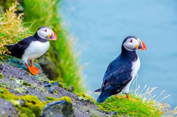 Puffin Ptáci Pobřeží Islandu — Stock fotografie