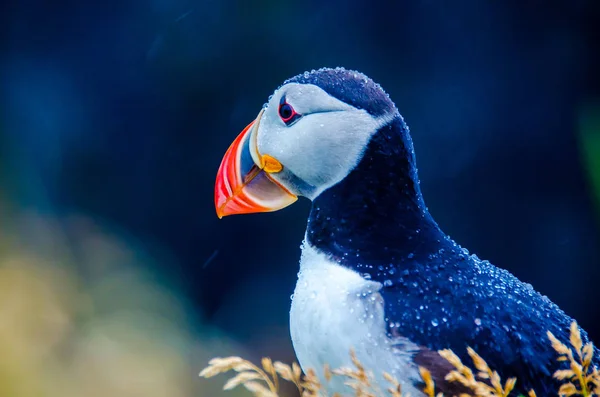 Pták Papuchalk Pobřeží Islandu — Stock fotografie