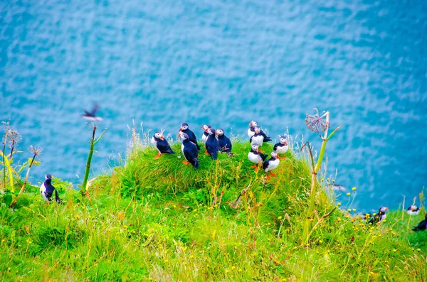 Puffin Ptáci Pobřeží Islandu — Stock fotografie