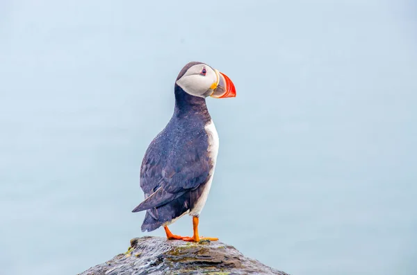 Puffin bird on Iceland coast